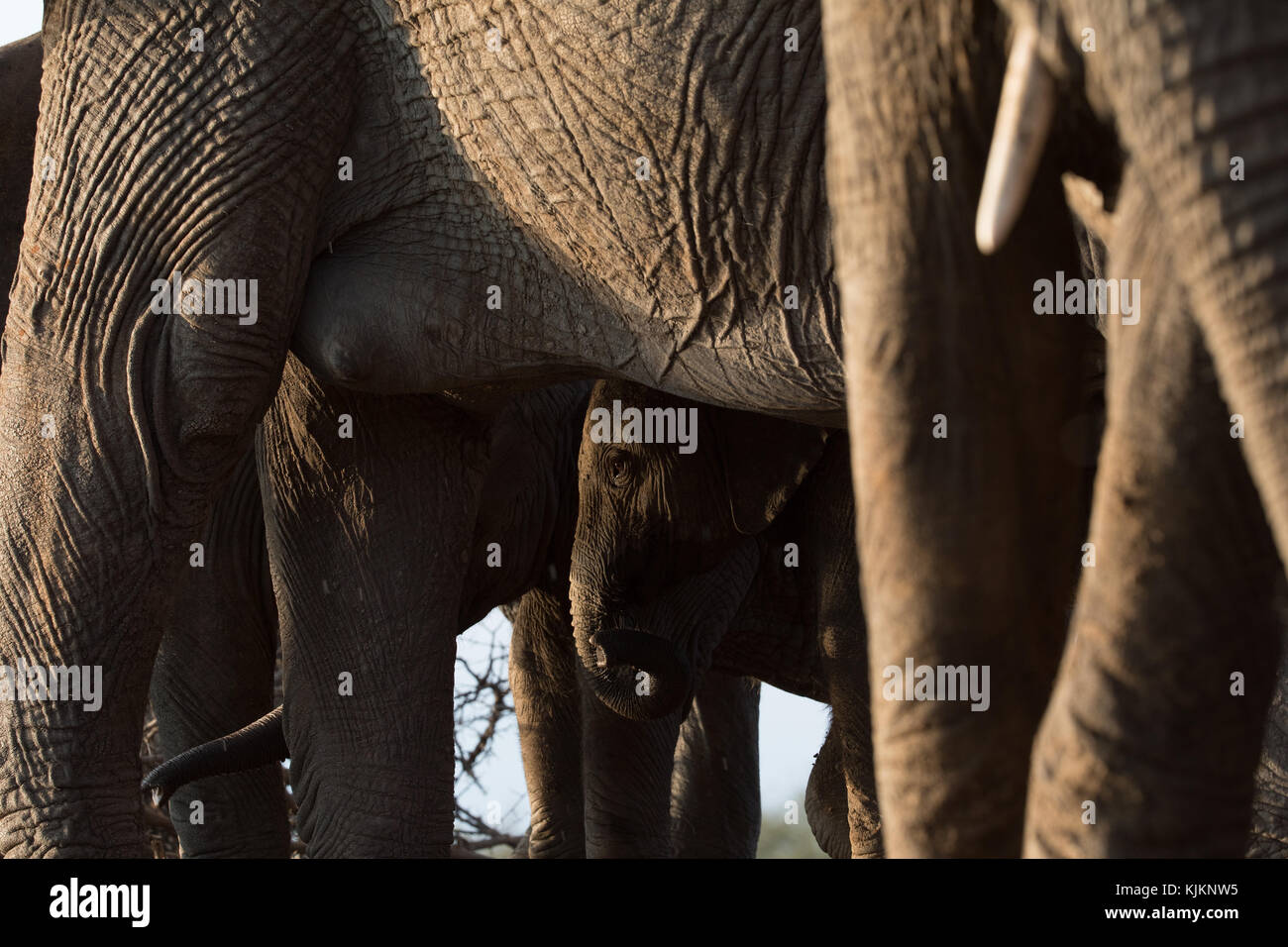 Madikwe Game Reserve. Groupe d'éléphants africains avec bébé (Loxodonta africana). L'Afrique du Sud. Banque D'Images