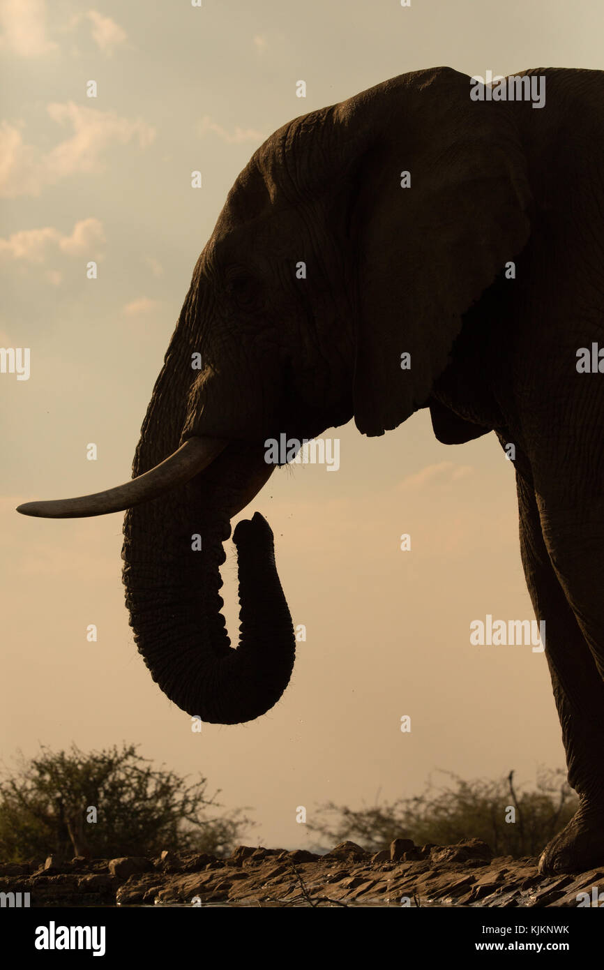 Madikwe Game Reserve. L'éléphant africain (Loxodonta africana). L'Afrique du Sud. Banque D'Images