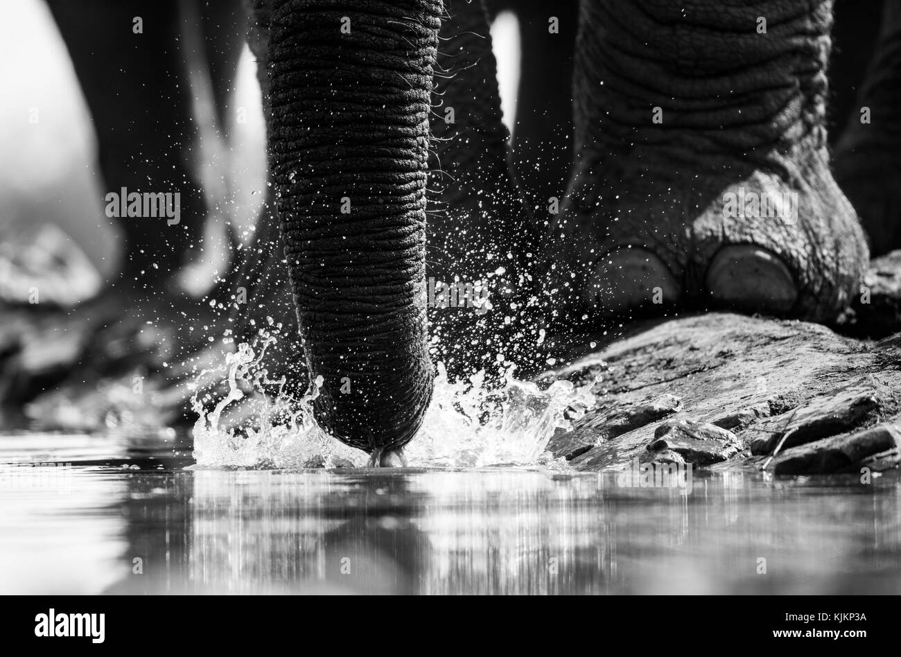 Madikwe Game Reserve. L'éléphant africain (Loxodonta africana). Close-up de tronc. L'Afrique du Sud. Banque D'Images