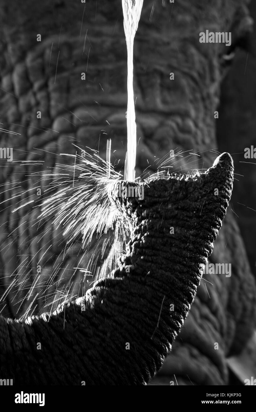 Madikwe Game Reserve. L'éléphant africain (Loxodonta africana). Close-up de tronc. L'Afrique du Sud. Banque D'Images