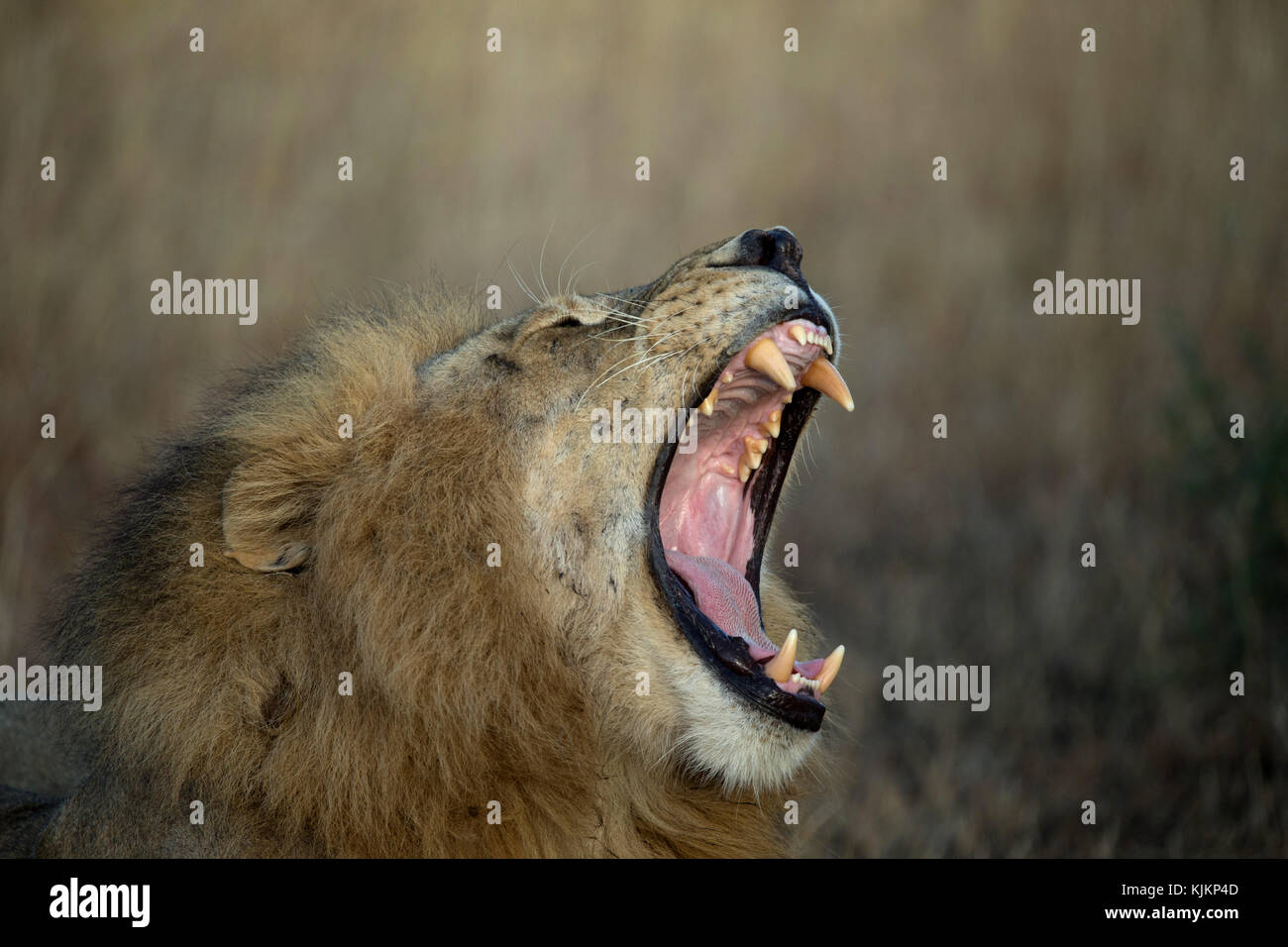 Le Parc National du Serengeti. Le bâillement lion (Panthera leo). La Tanzanie. Banque D'Images