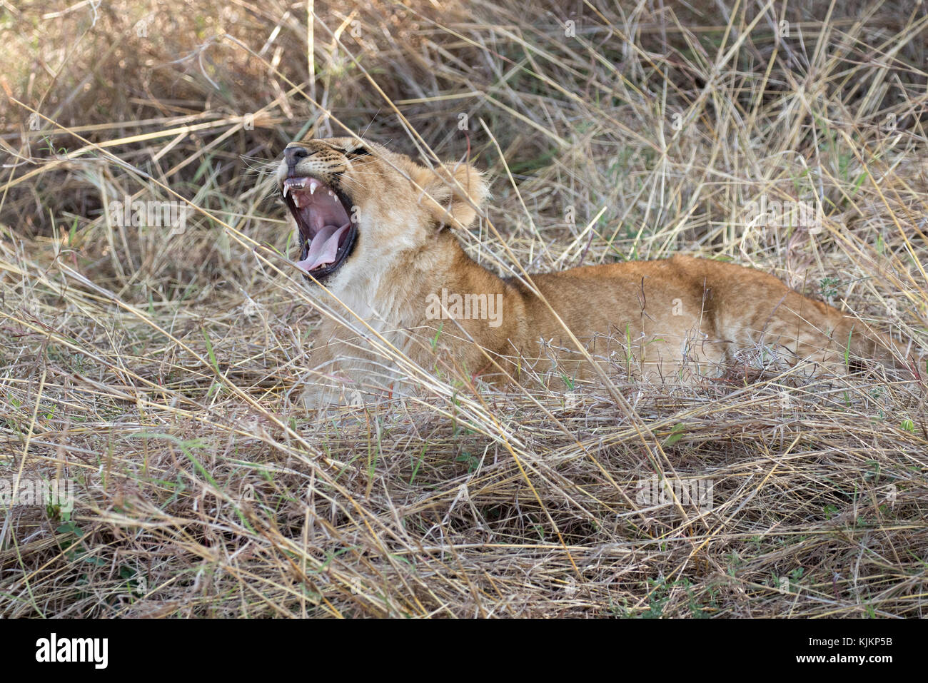 Le Parc National du Serengeti. Lionne bâillements (Panthera leo). La Tanzanie. Banque D'Images