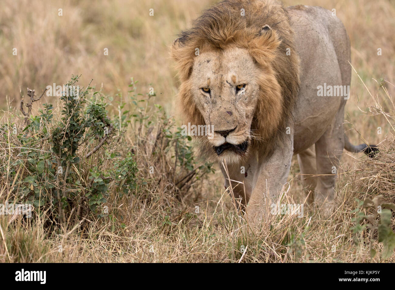 Le Masai Mara National Reserve. L'African lion (Panthera leo). Au Kenya. Banque D'Images