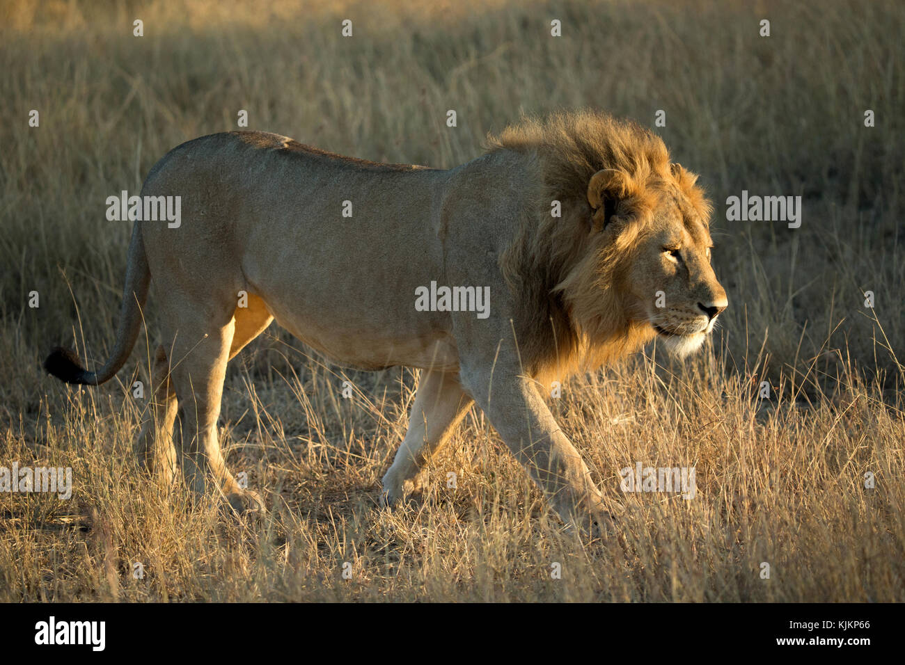 Le Parc National du Serengeti. L'African lion (Panthera leo). La Tanzanie. Banque D'Images