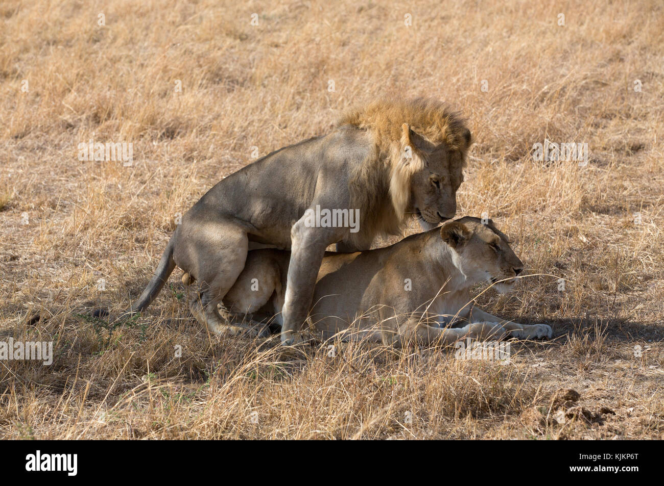 Le Parc National du Serengeti. Lion (Panthera leo) paire d'accouplement. La Tanzanie. Banque D'Images