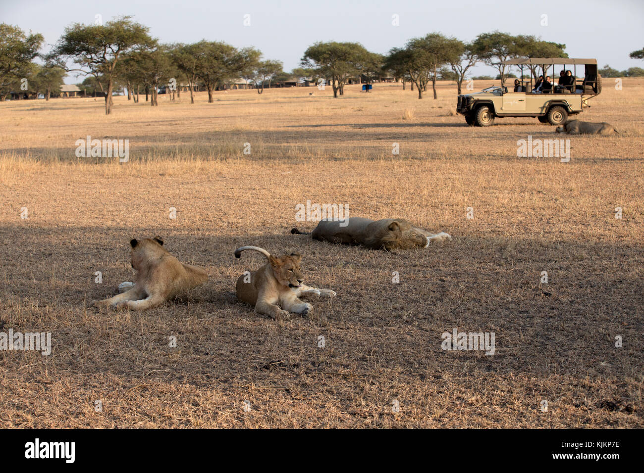 Le Parc National du Serengeti. Lionne et lion (Panthera leo) dans la savane. Safari. La Tanzanie. Banque D'Images