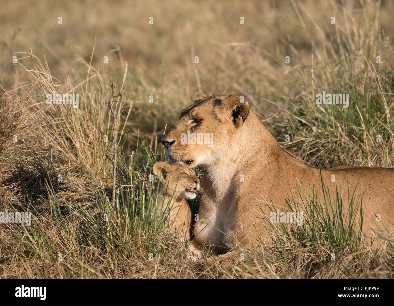 Le Masai Mara National Reserve. Lionne et cub (Panthera leo). Au Kenya. Banque D'Images