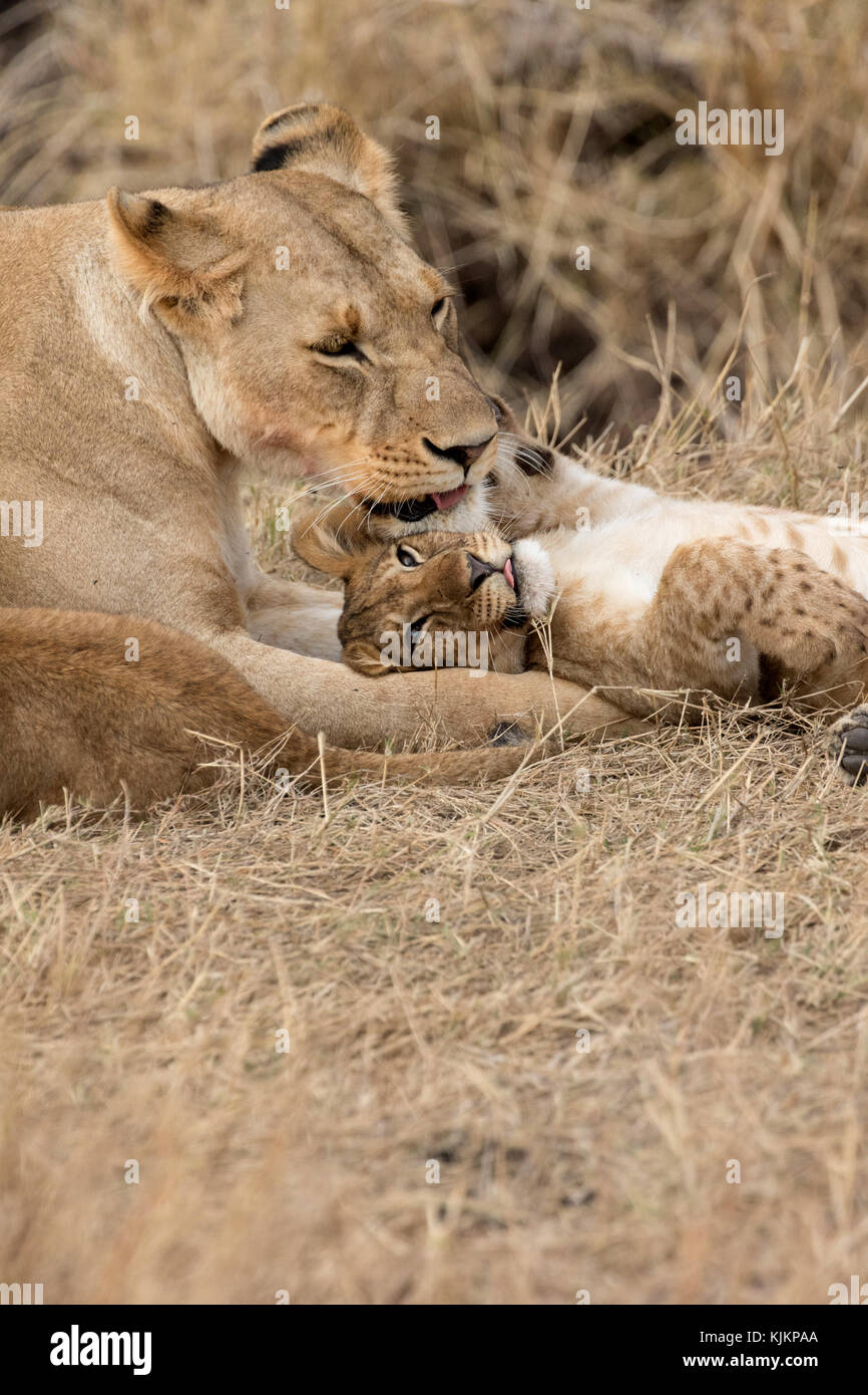Le Parc National du Serengeti. Lionne et cub (Panthera leo). La Tanzanie. Banque D'Images