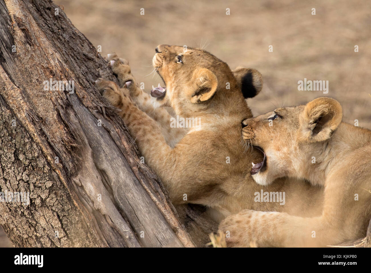 Le Parc National du Serengeti. Lion cubs (Panthera leo). La Tanzanie. Banque D'Images