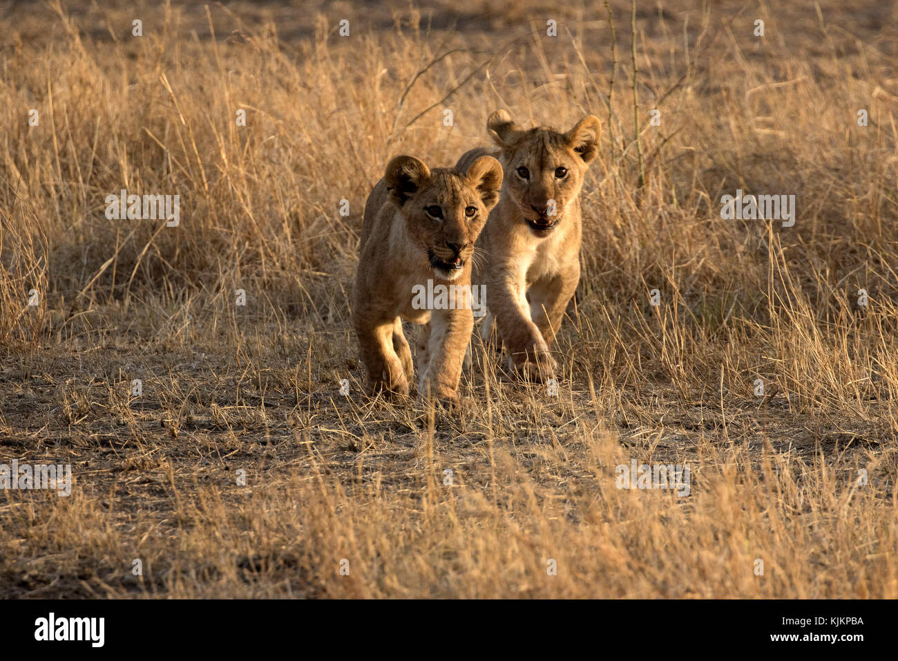 Le Parc National du Serengeti. Lion cubs (Panthera leo). La Tanzanie. Banque D'Images