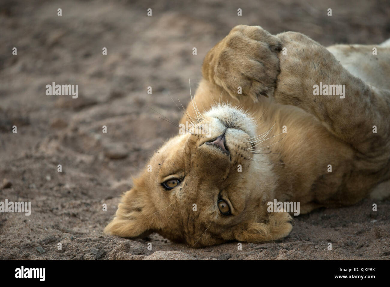 Le Parc National du Serengeti. Lion (Panthera leo). La Tanzanie. Banque D'Images