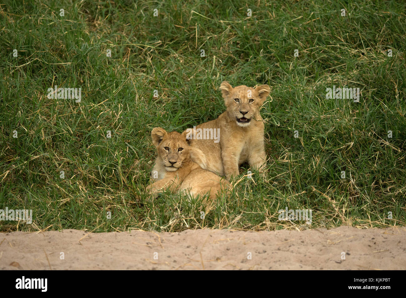 Le Parc National du Serengeti. Lion cubs (Panthera leo). La Tanzanie. Banque D'Images