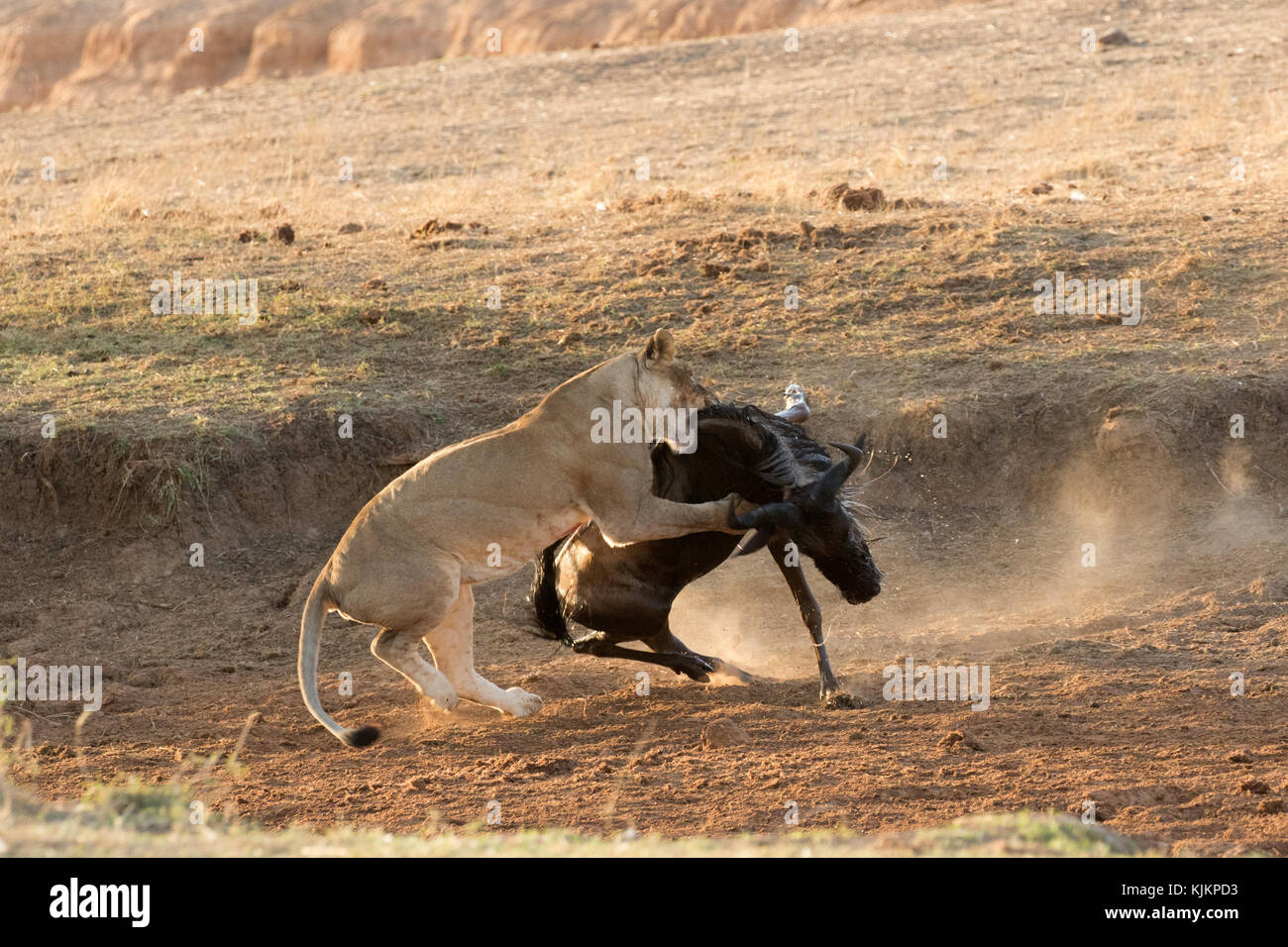 Le Parc National du Serengeti. Lion (Panthera leo) tuer. La Tanzanie. Banque D'Images