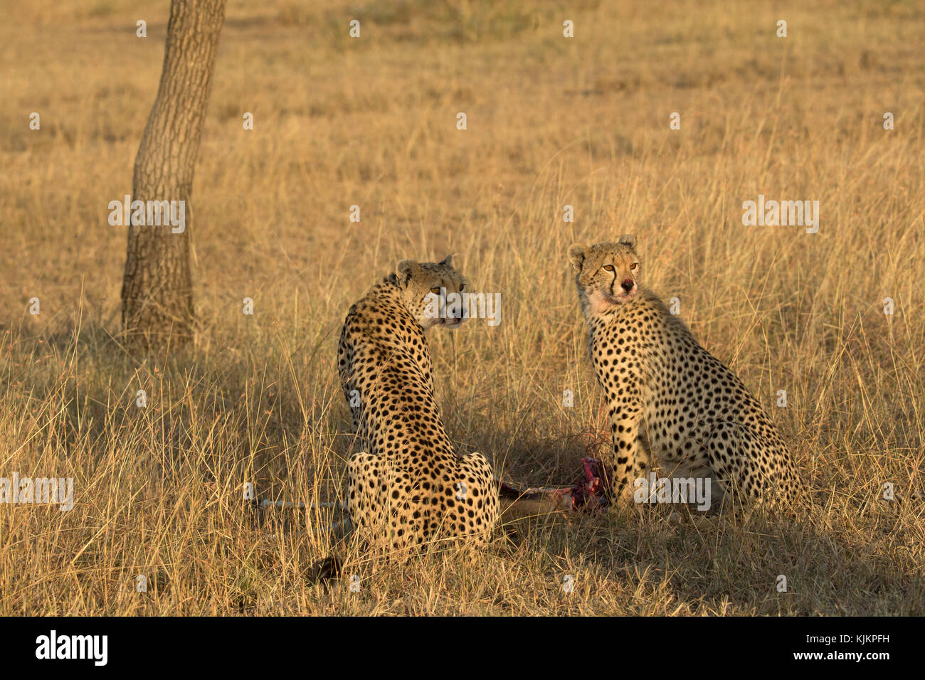 Le Parc National du Serengeti. Les guépards (Acinonyx jubatus ) dans la savane. La Tanzanie. Banque D'Images