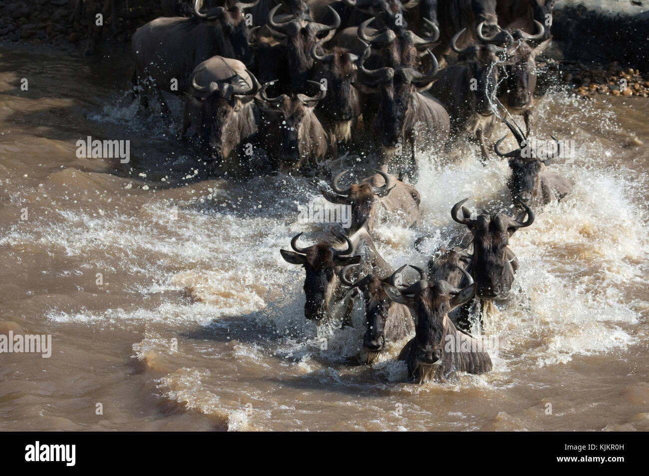 Le Masai Mara National Reserve. Troupeau de la migration des Gnous (Connochaetes taurinus) traversée de la rivière Mara. Au Kenya. Banque D'Images