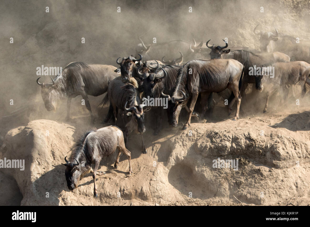 Le Masai Mara National Reserve. Troupeau de la migration des Gnous (Connochaetes taurinus) traversée de la rivière Mara. Au Kenya. Banque D'Images