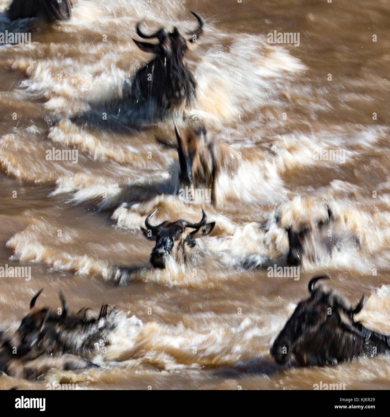 Le Masai Mara National Reserve. Troupeau de la migration des Gnous (Connochaetes taurinus) traversée de la rivière Mara. Au Kenya. Banque D'Images