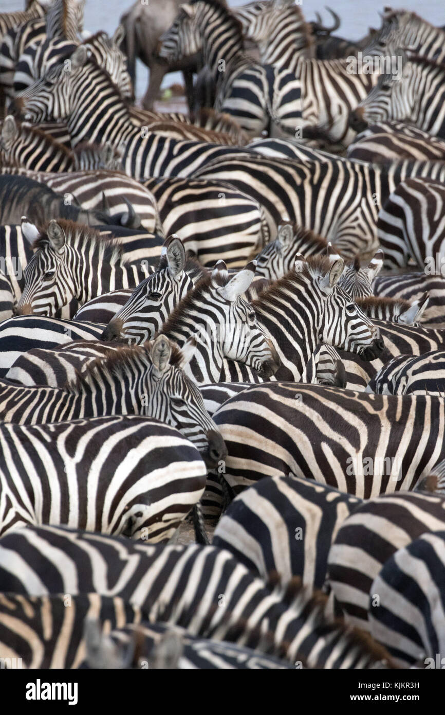 Le Parc National du Serengeti. Zebra entouré de bandes noires et blanches. La Tanzanie. Banque D'Images