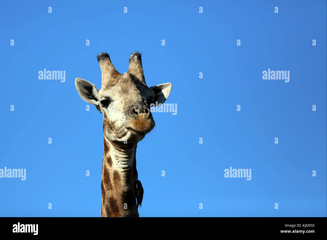 Le Parc National de Kruger. ( Girafe (Giraffa camelopardalis ) portrait. L'Afrique du Sud. Banque D'Images