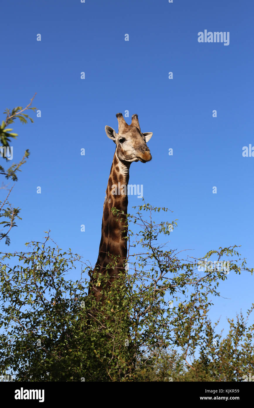 Le Parc National de Kruger. ( Girafe (Giraffa camelopardalis ) portrait. L'Afrique du Sud. Banque D'Images