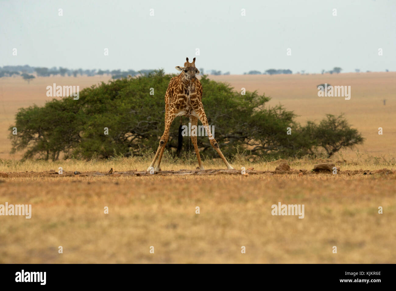 Le Parc National du Serengeti. ( Girafe (Giraffa camelopardalis ) l'eau potable. La Tanzanie. Banque D'Images