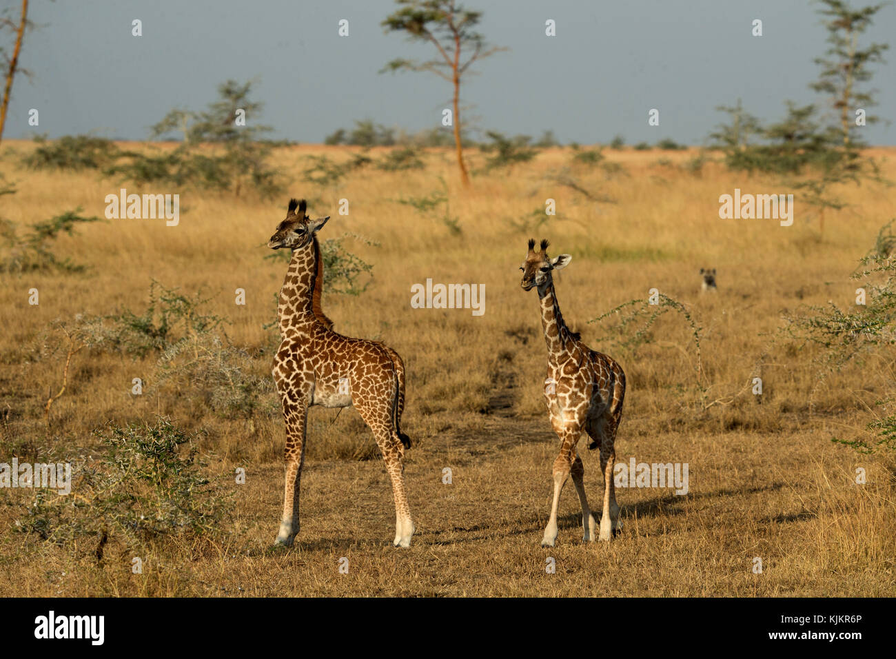 Le Parc National du Serengeti. Les jeunes girafes (Giraffa camelopardalis ( ). La Tanzanie. Banque D'Images