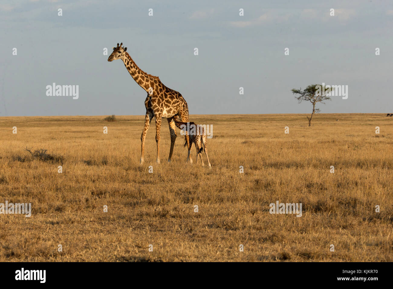 Le Parc National du Serengeti. Les jeunes et la Girafe (Giraffa camelopardalis mère ( ). La Tanzanie. Banque D'Images