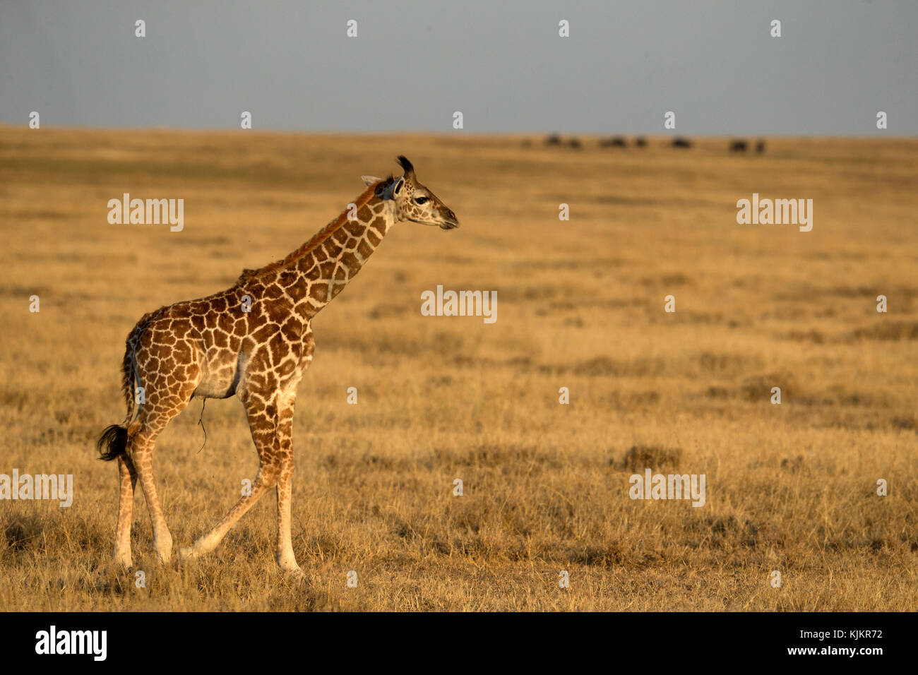 Le Parc National du Serengeti. Les jeunes ( Girafe (Giraffa camelopardalis). La Tanzanie. Banque D'Images