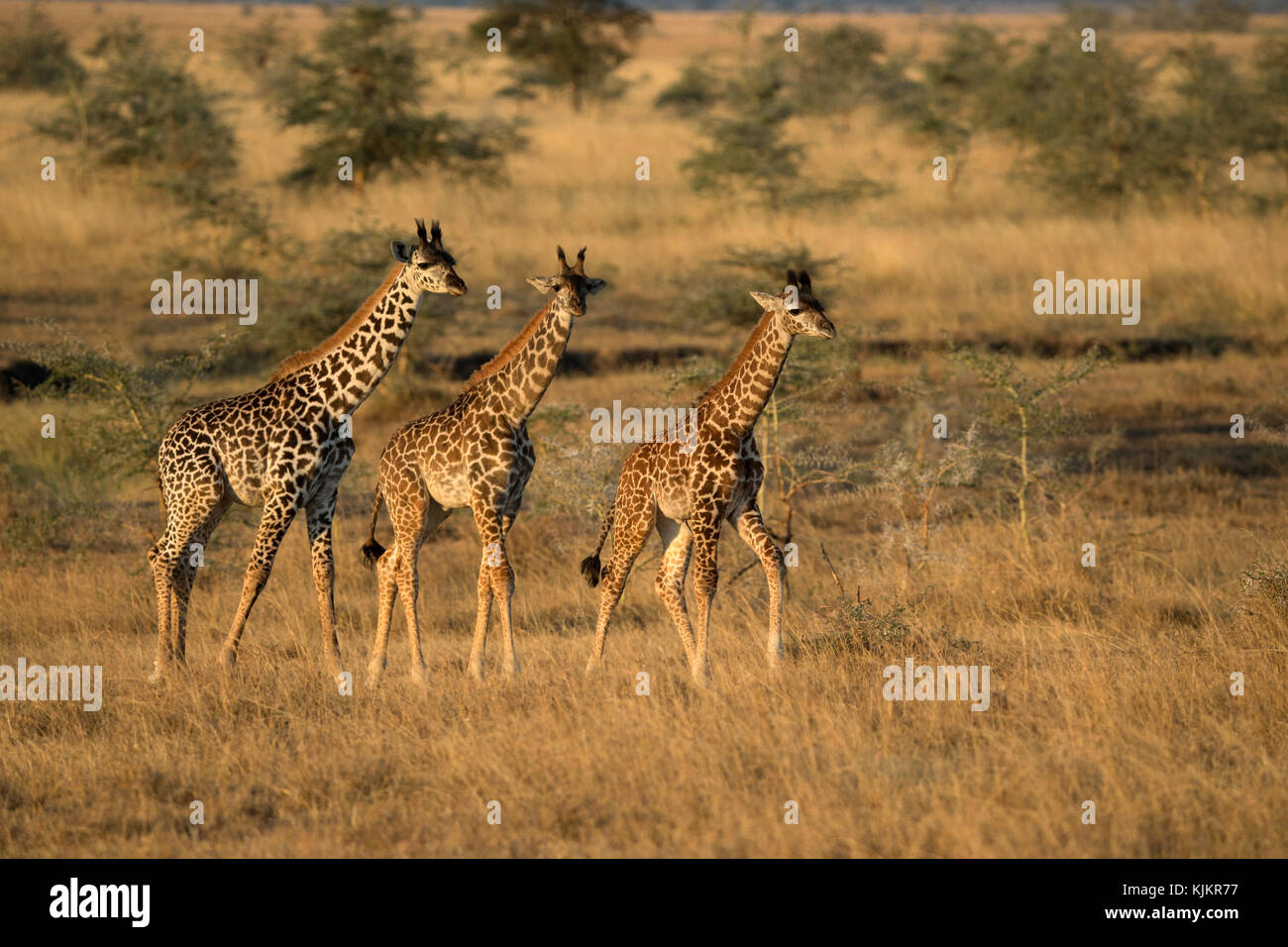 Le Parc National du Serengeti. Les jeunes girafes (Giraffa camelopardalis ( ). La Tanzanie. Banque D'Images