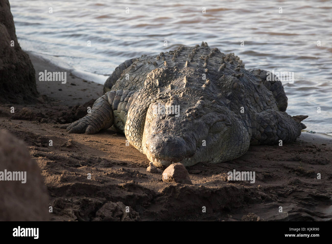 Le Masai Mara National Reserve. Le crocodile du Nil (Crocodylus niloticus) reposant sur une rive du fleuve. Au Kenya. Banque D'Images