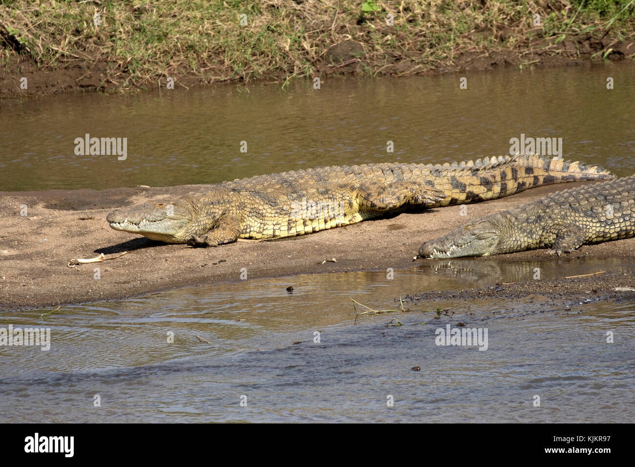Le Parc National du Serengeti. Le crocodile du Nil (Crocodylus niloticus) reposant sur une rive du fleuve. La Tanzanie. Banque D'Images