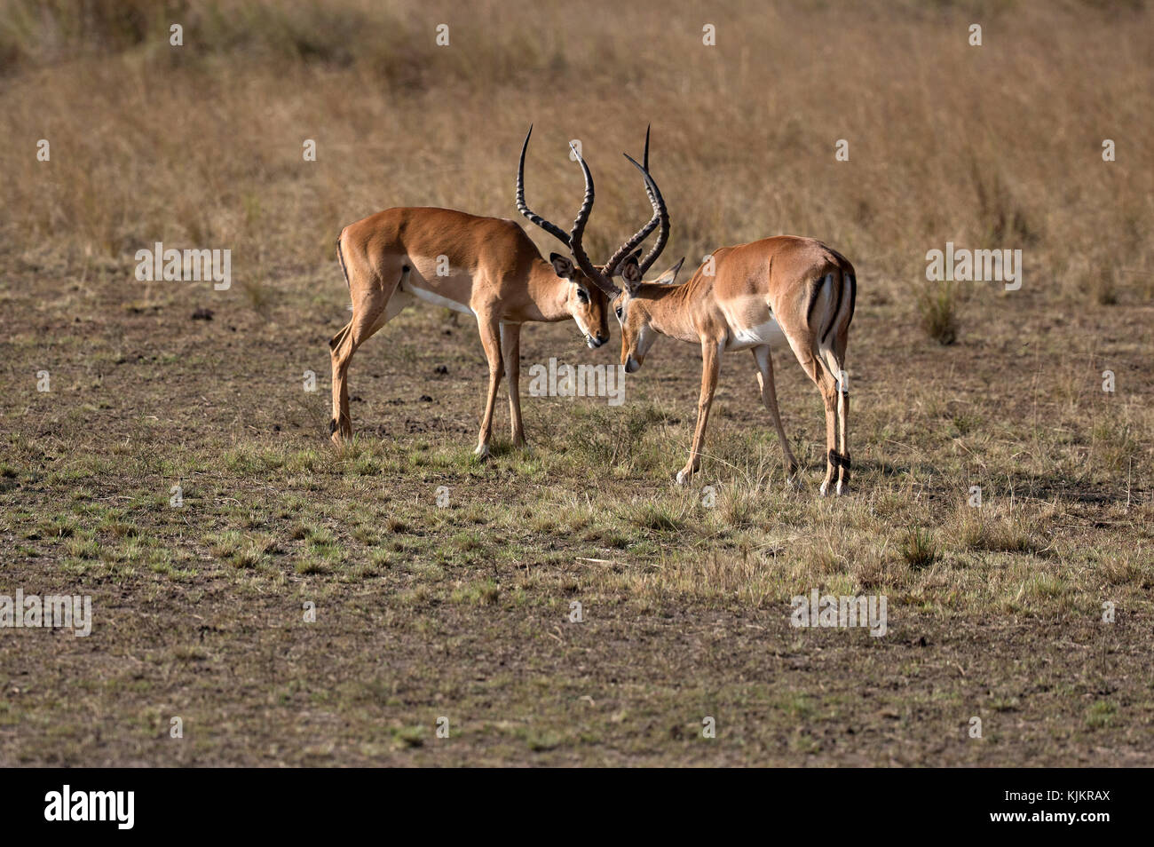 Le Masai Mara National Reserve. L'Impala (Aepyceros melampus). Au Kenya. Banque D'Images