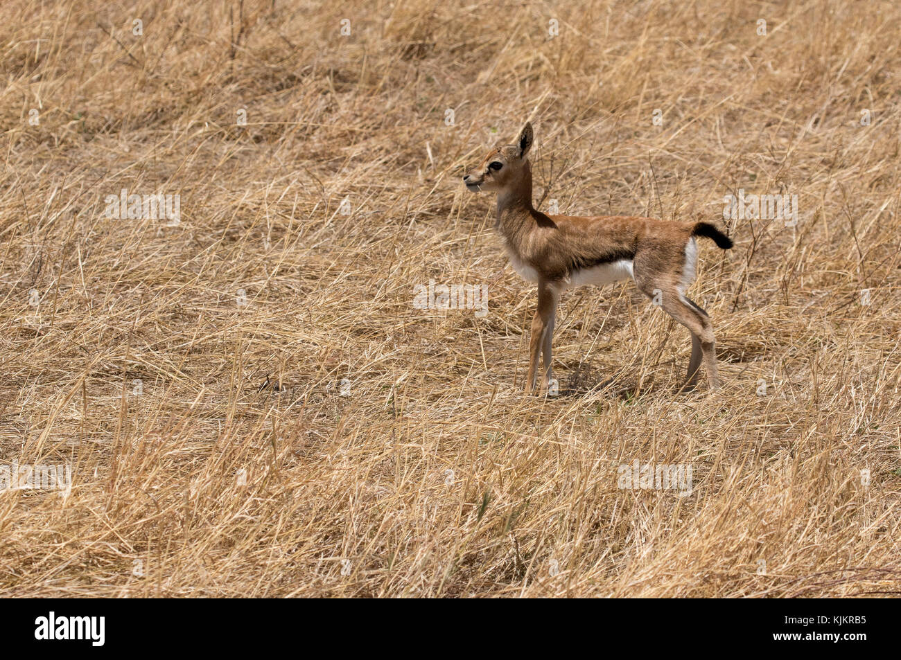 Le Parc National du Serengeti. Antidorcas marsupialis Springbock (jeunes). La Tanzanie. Banque D'Images