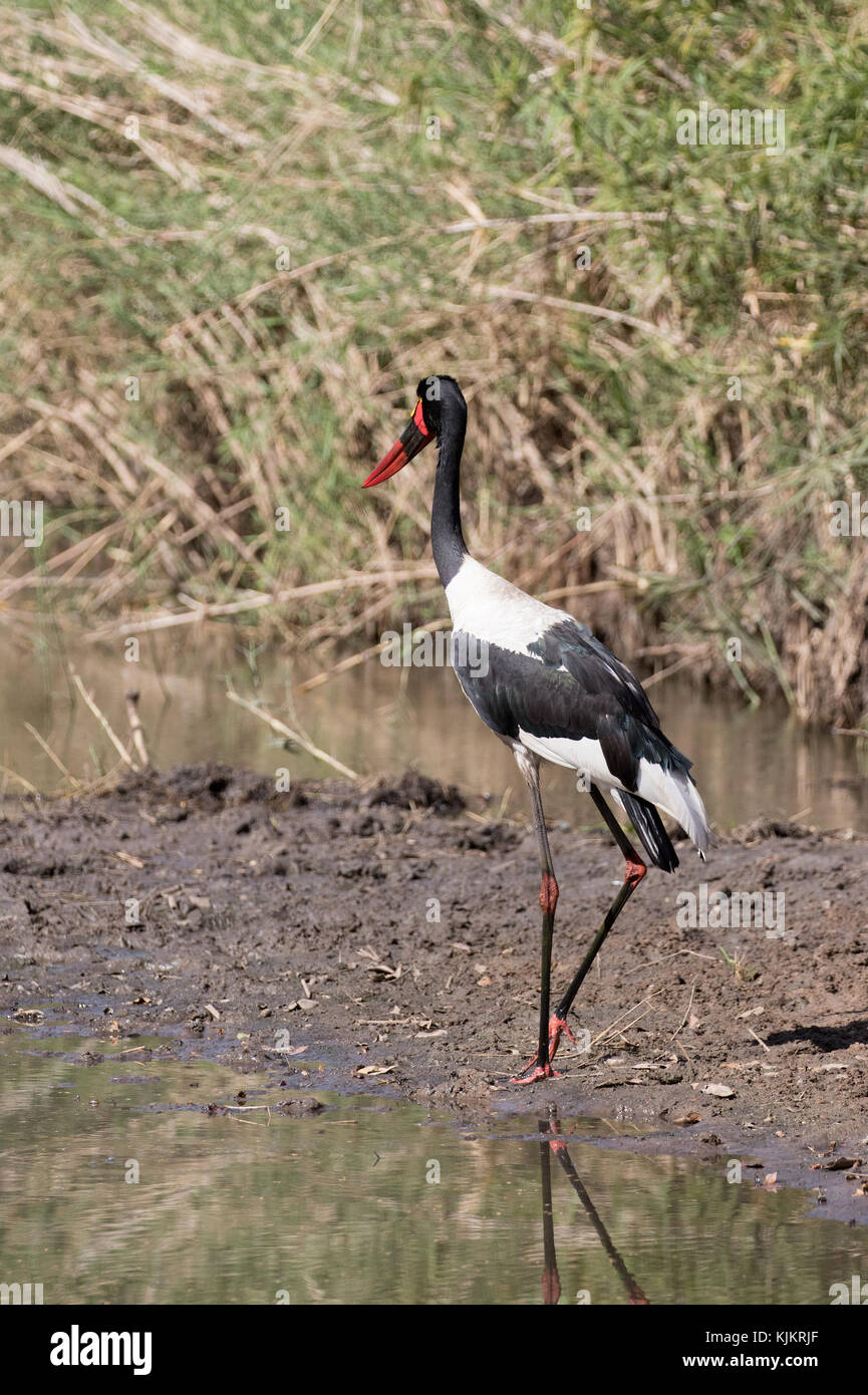 Le Parc National du Serengeti. Une selle-billed stork, Ephippiorhynchus senegalensis. La Tanzanie. Banque D'Images