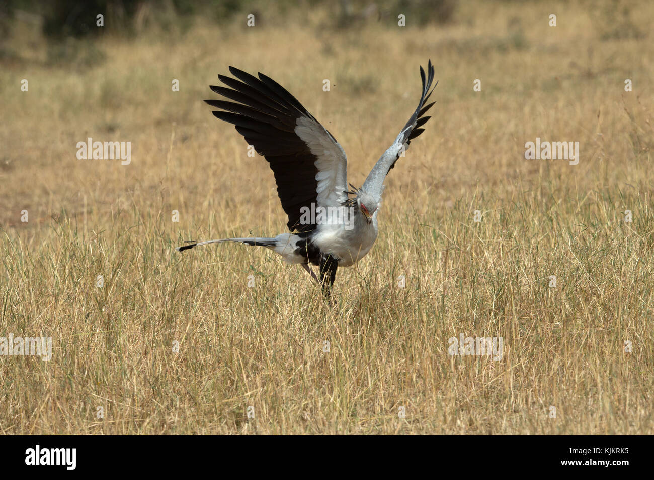 Le Parc National du Serengeti. Secrétaire d'un oiseau (Sagittaire) serpentarius. La Tanzanie. Banque D'Images