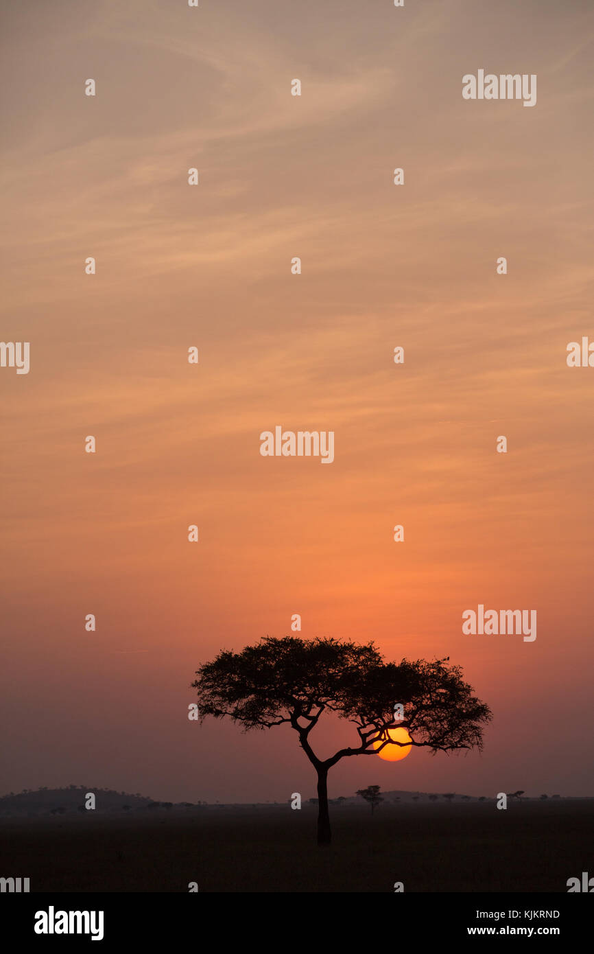 Le Parc National du Serengeti. Silhouette d'un arbre au coucher du soleil. La Tanzanie. Banque D'Images