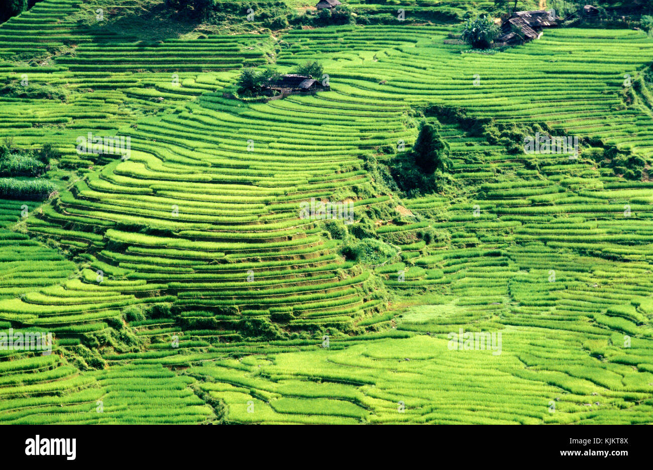 Les rizières de Sapa, Vietnam. Banque D'Images
