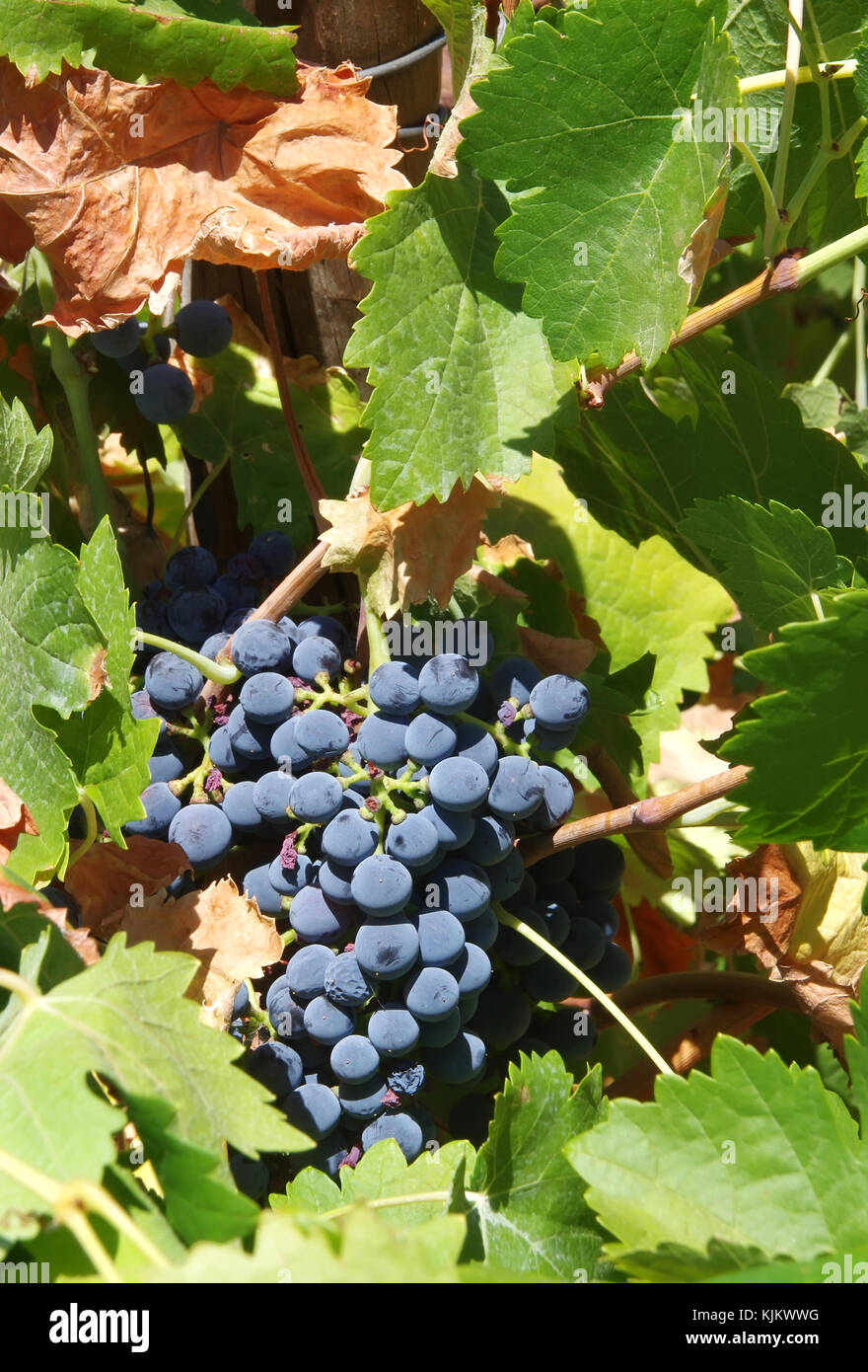 Bunch libre des raisins rouges sur vine Banque D'Images
