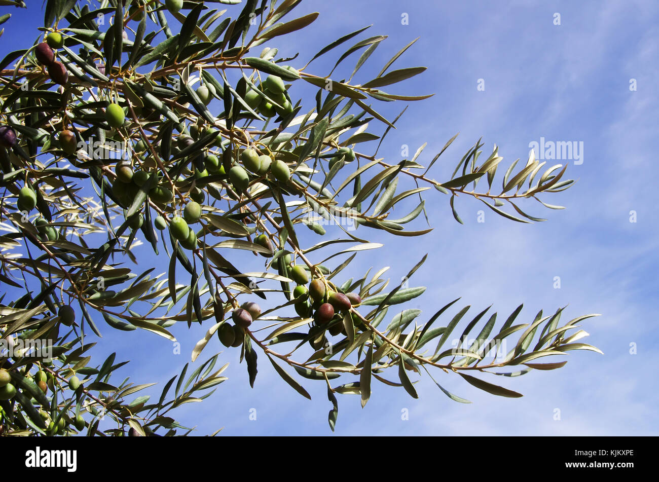 Sur la branche d'olives sur fond de ciel bleu Banque D'Images
