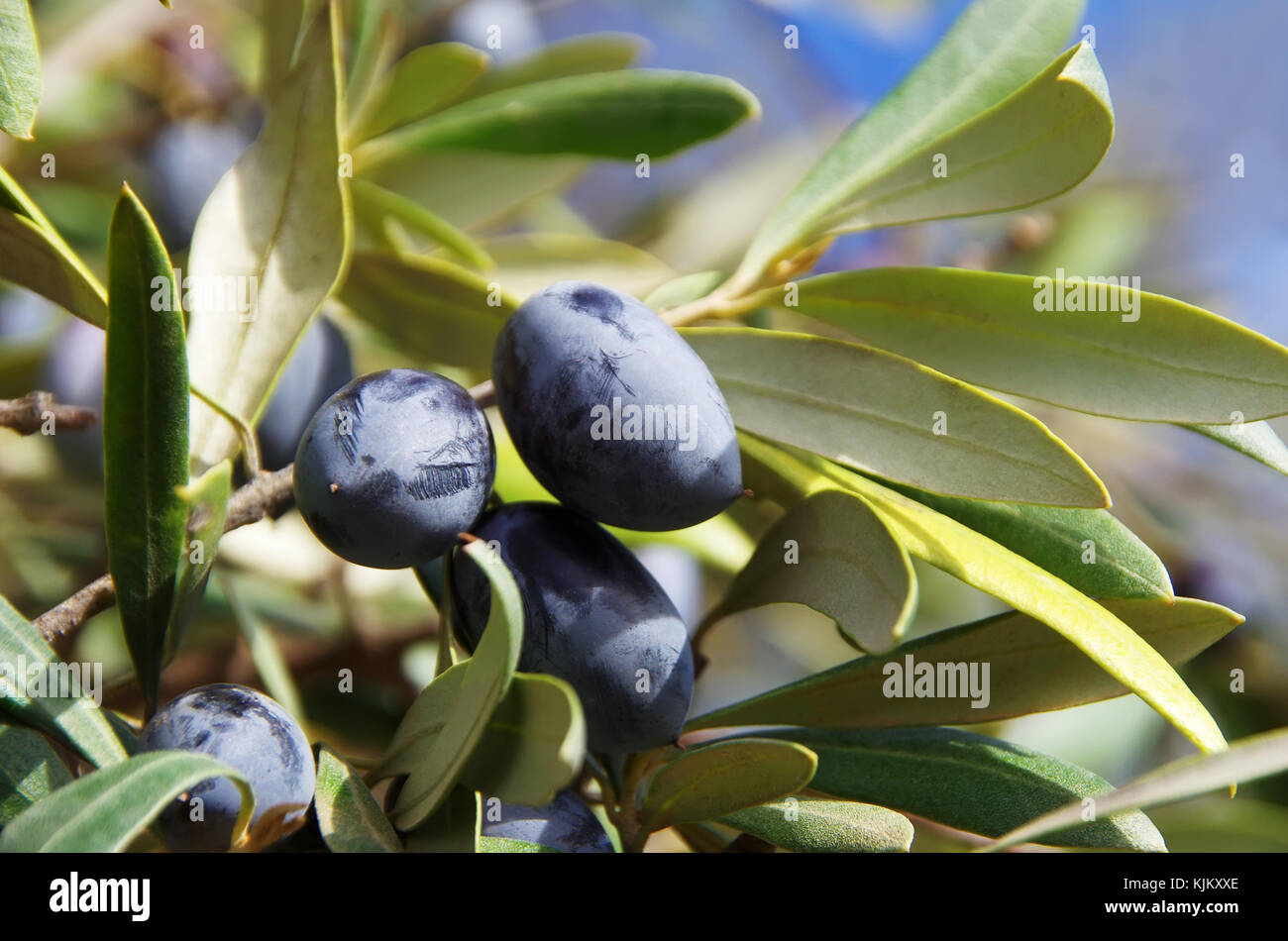 Des olives mûres sur la branche d'un arbre Banque D'Images