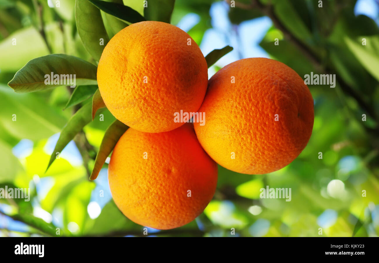 Oranges sur arbre, fruits mûrs Banque D'Images