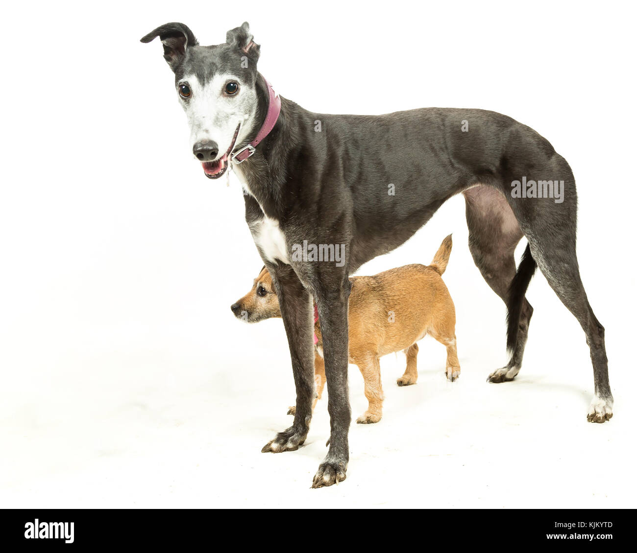 Greyhound avec Jack Russell Terrier transfrontaliers sur fond blanc Banque D'Images