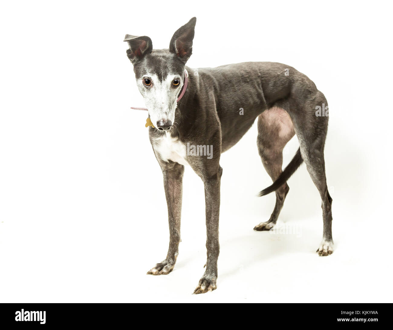 Greyhound sur fond blanc Banque D'Images