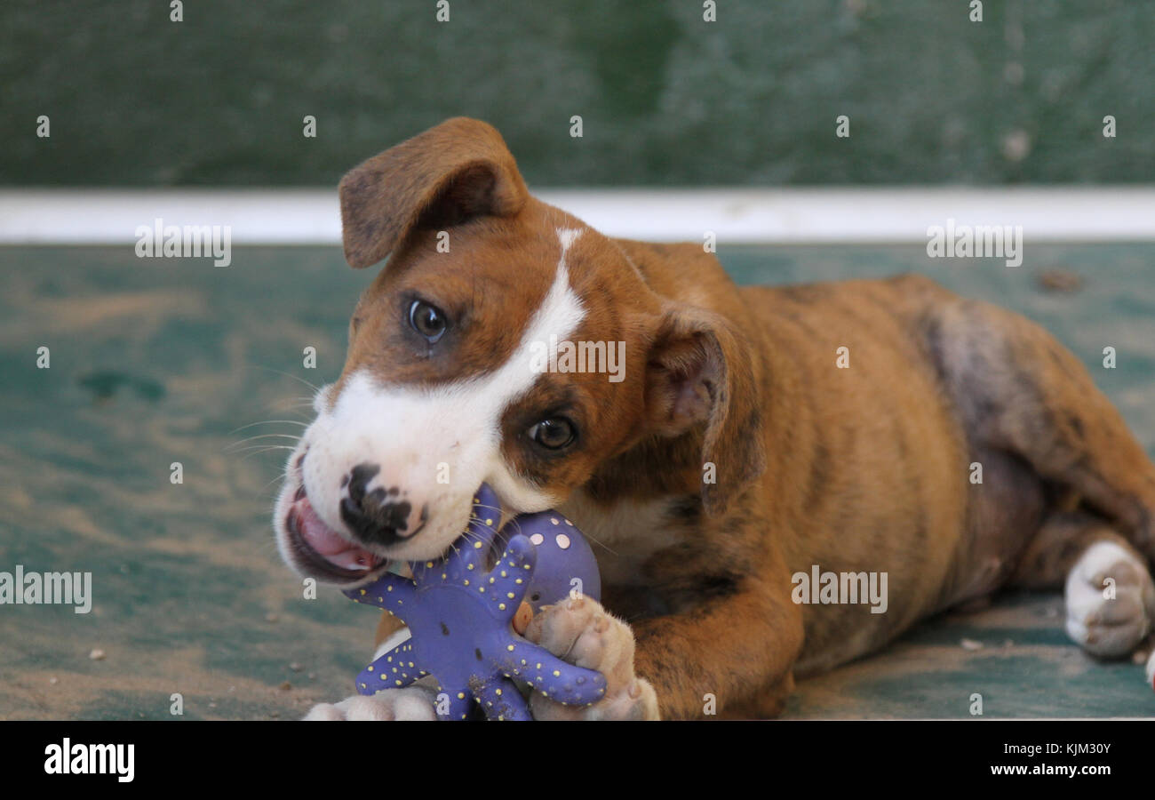 Un chiot abandonné jouant avec un jouet dans un abri. Photo par Nikki Attree Banque D'Images