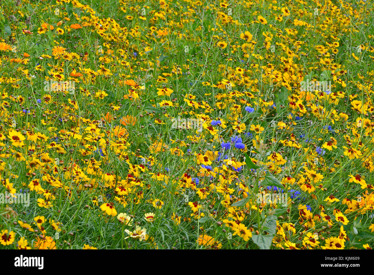 Un golden et naturellement coloré de fleurs plantées prairie avec coreopsis , barbeaux et d'œillets Banque D'Images