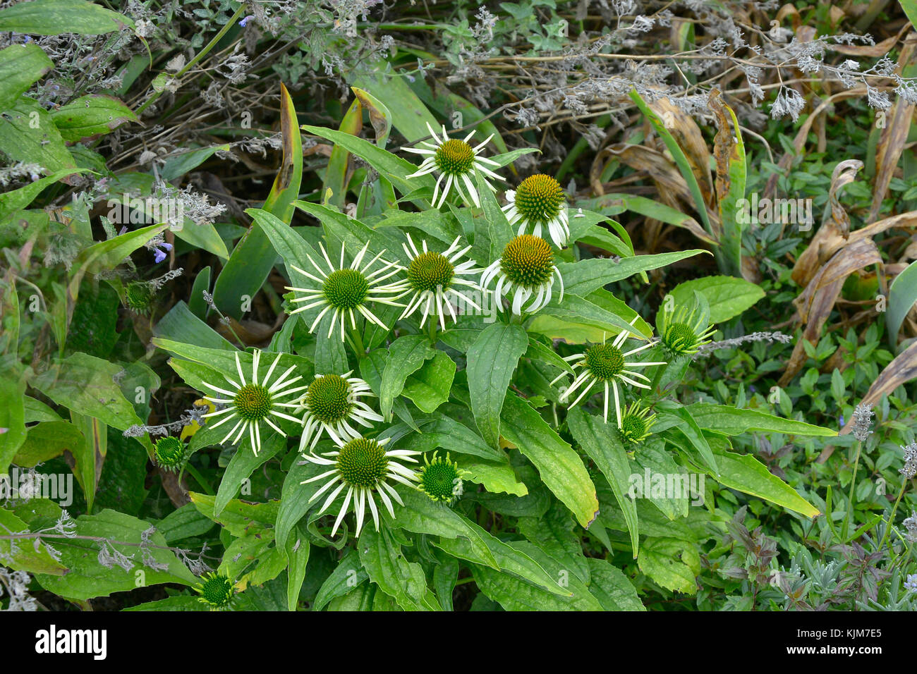 Close up d'echinacea 'green envy' dans une fleur de jardin border Banque D'Images