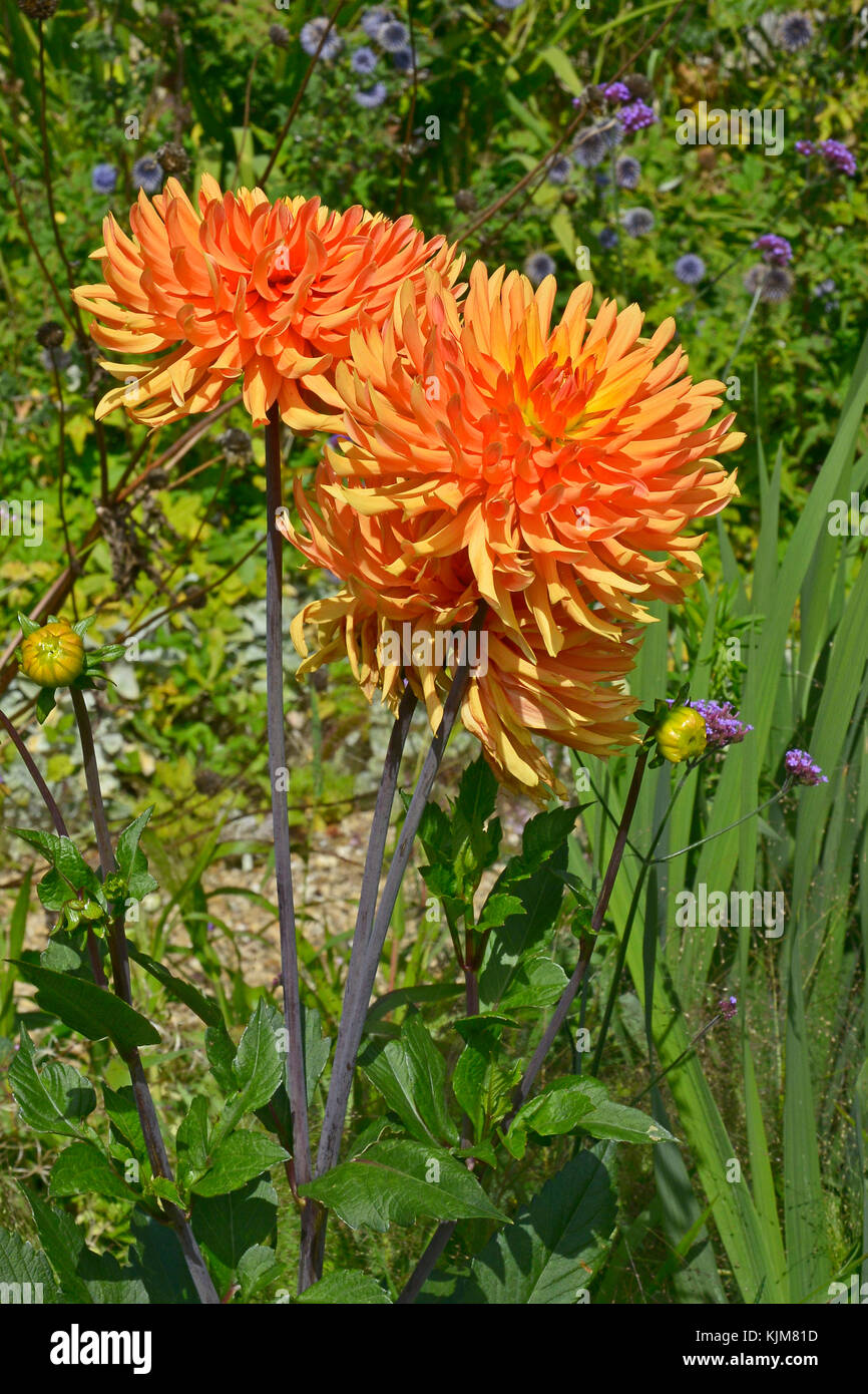 Un gros plan du dahlia 'Otto' dans un jardin border Banque D'Images