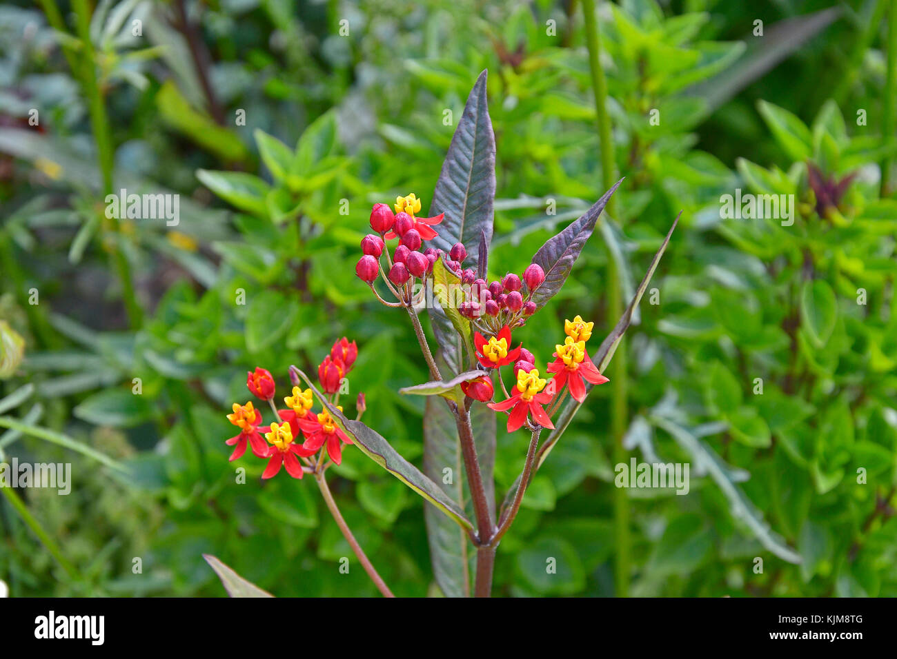 Un gros plan d'Asclepias rouge profond soyeux dans un jardin border Banque D'Images