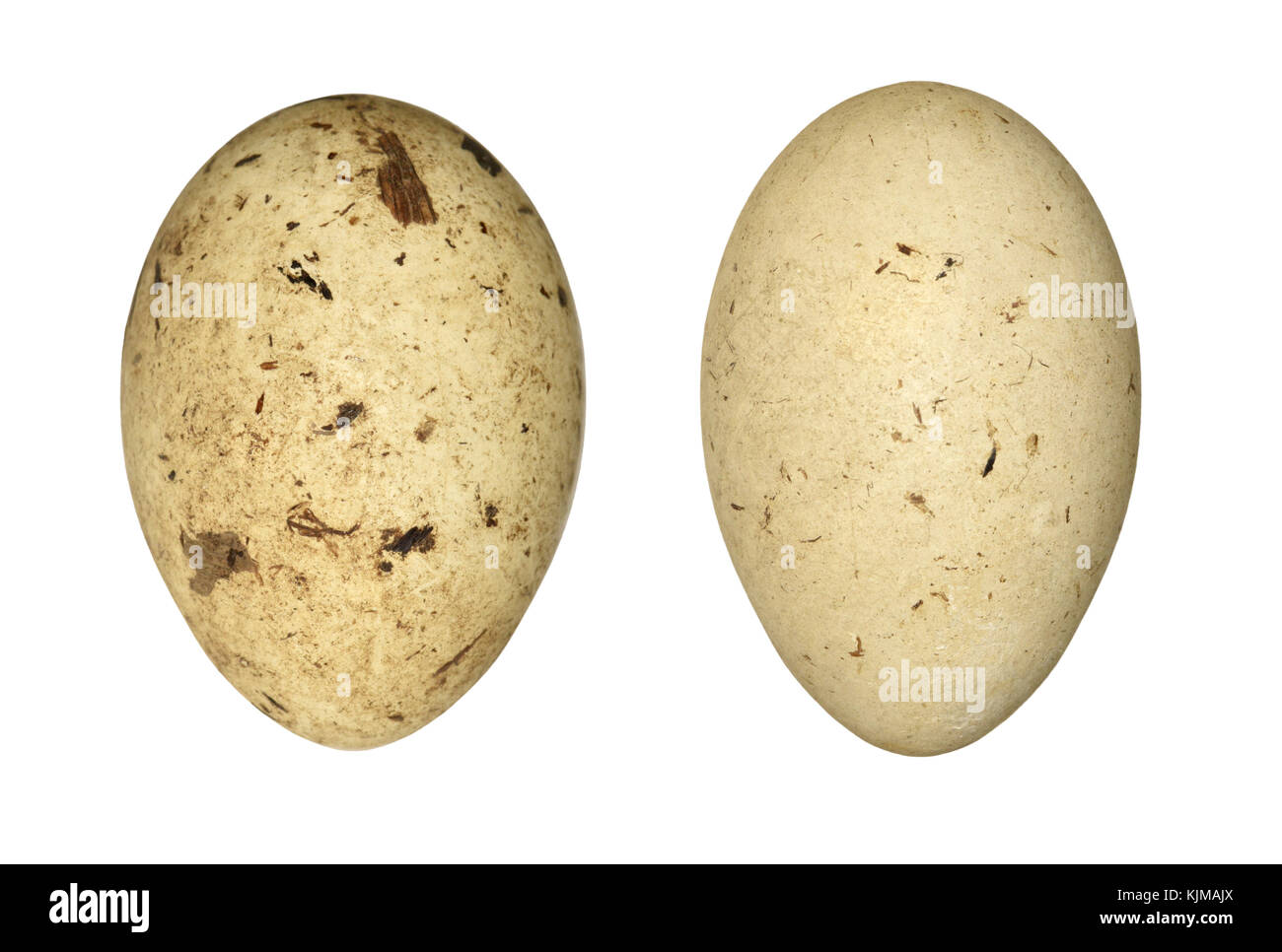 Grèbe à cou noir - Podiceps nigricollis Banque D'Images