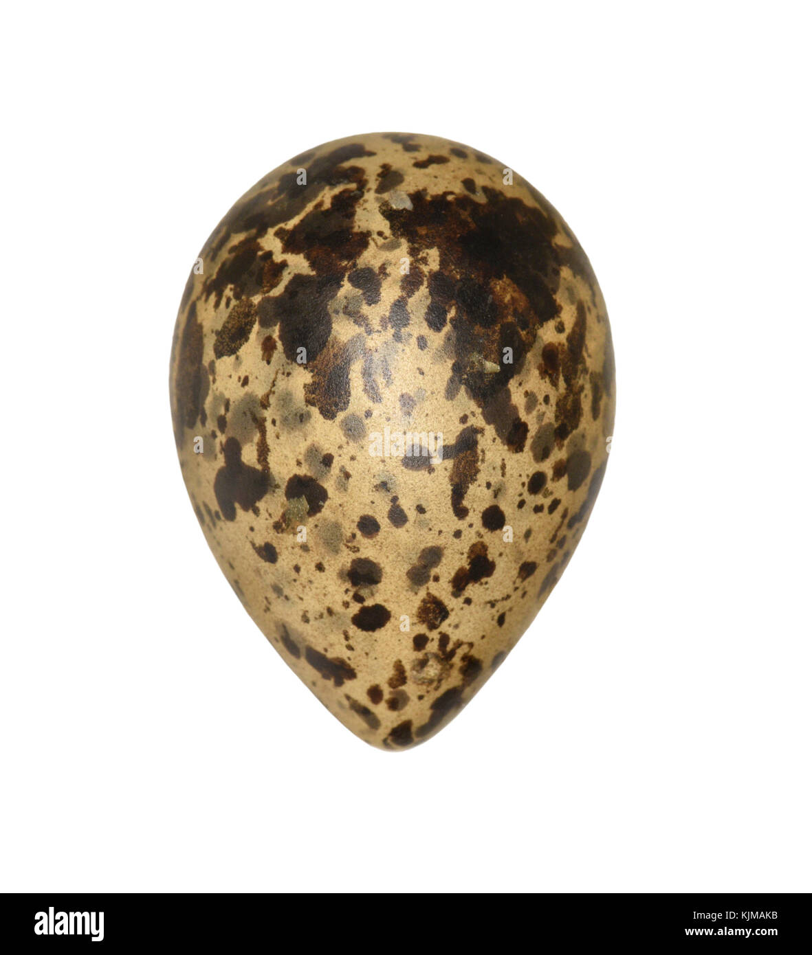 Guifette noire - Chlidonias niger Banque D'Images